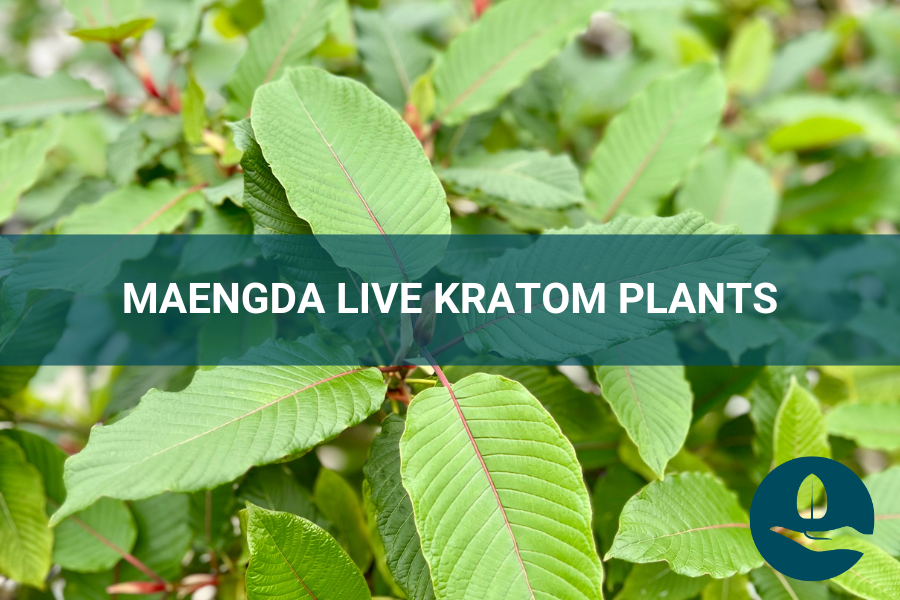 ETHA Live Kratom Plants: Maeng Da Live Kratom Plants